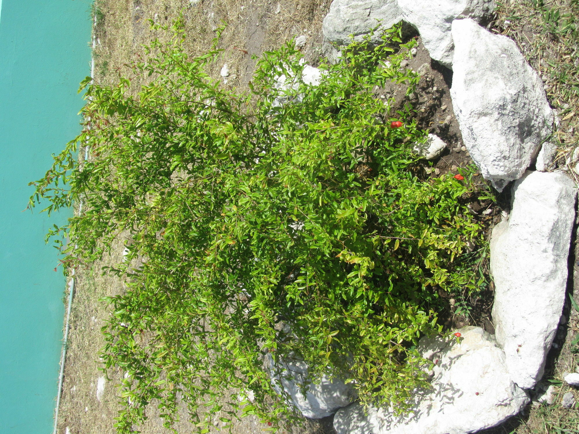 The Settlement Sea Grape Villas מראה חיצוני תמונה